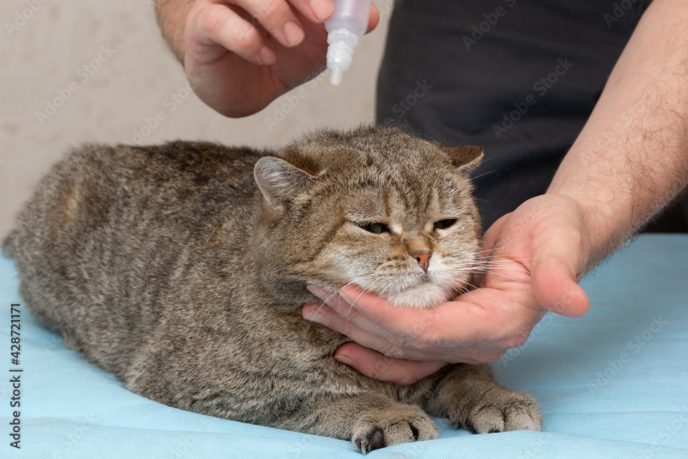 The owner gives the cat drops for treatment. Grooming and examination of the cat. Treatment of pets. Close-up. Place for an inscription.