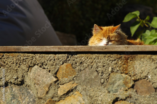 cat on the wall photo