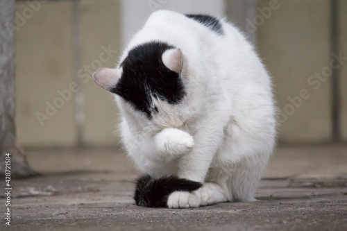  Cat washes after eating