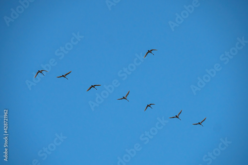 a flock of swans flew over under the clear blue sky