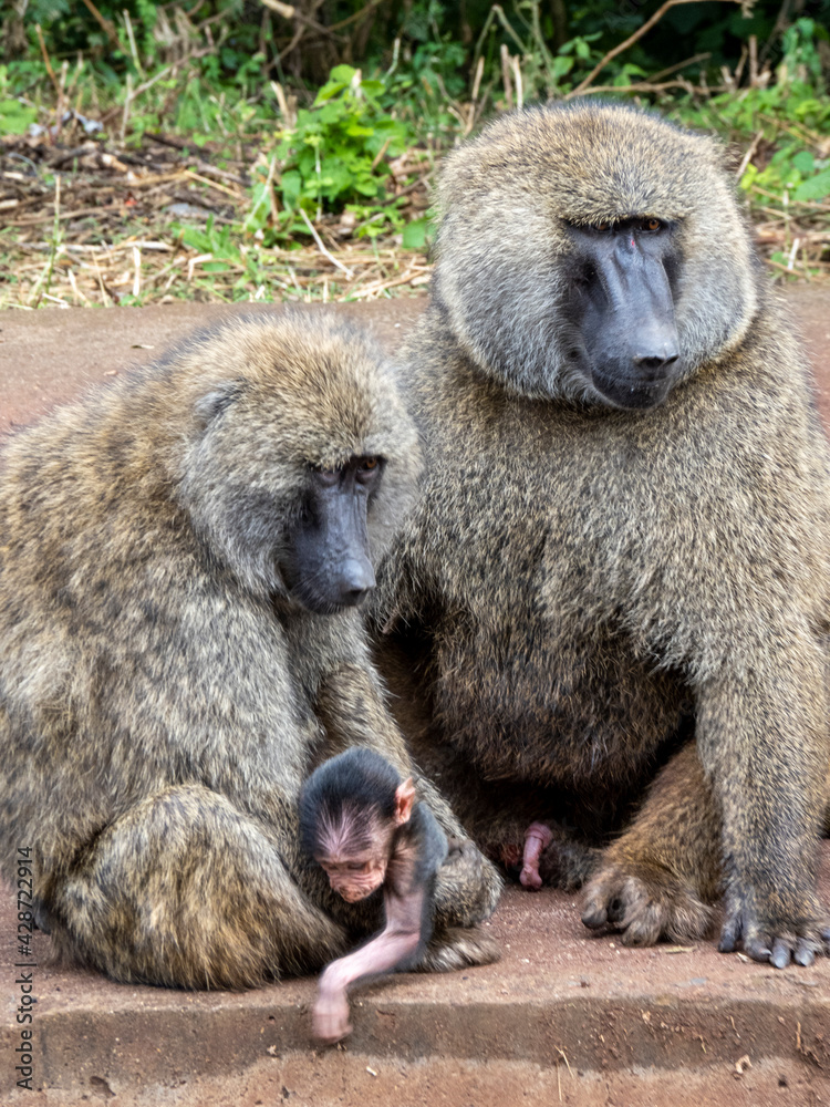 Lake Manyara, Tanzania, Africa - March 2, 2020: Baboons along side of road Lake Manyara, Tanzania, Africa - March 2, 2020: Baboons along side of road