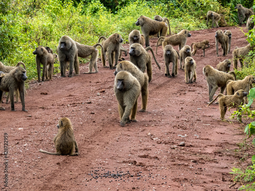 Lake Manyara, Tanzania, Africa - March 2, 2020: Baboons along side of road