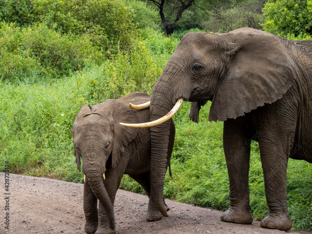 Fototapeta premium Lake Manyara, Tanzania, Africa - March 2, 2020: African elephants moving along the bush