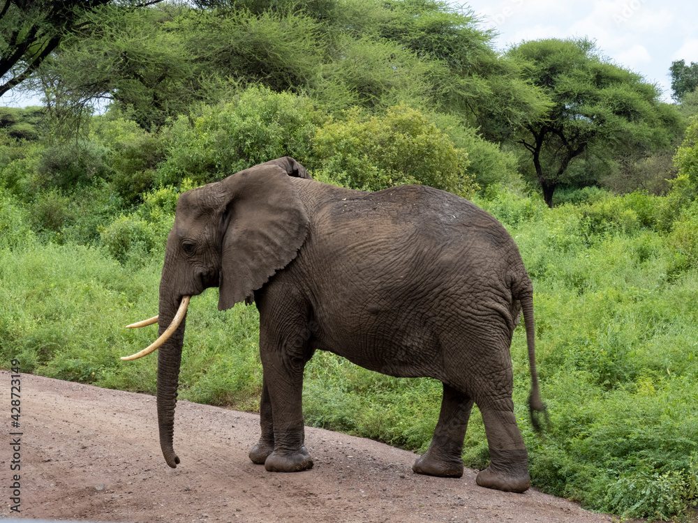 Fototapeta Lake Manyara, Tanzania, Africa - March 2, 2020: African elephants moving along the bush