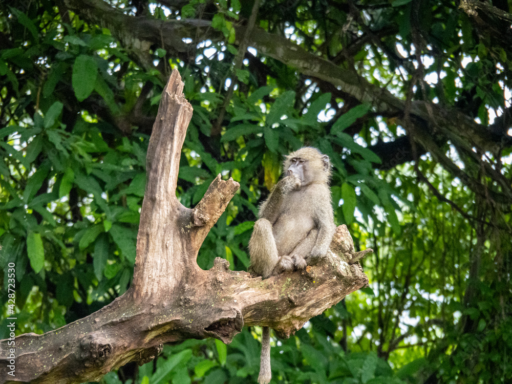 Fototapeta premium Lake Manyara, Tanzania, Africa - March 2, 2020: Baboons up in tree