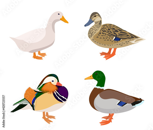 Vector set of ducks isolated on white background, collection of birds, illustration of mallard, domestic and mandarin ducks