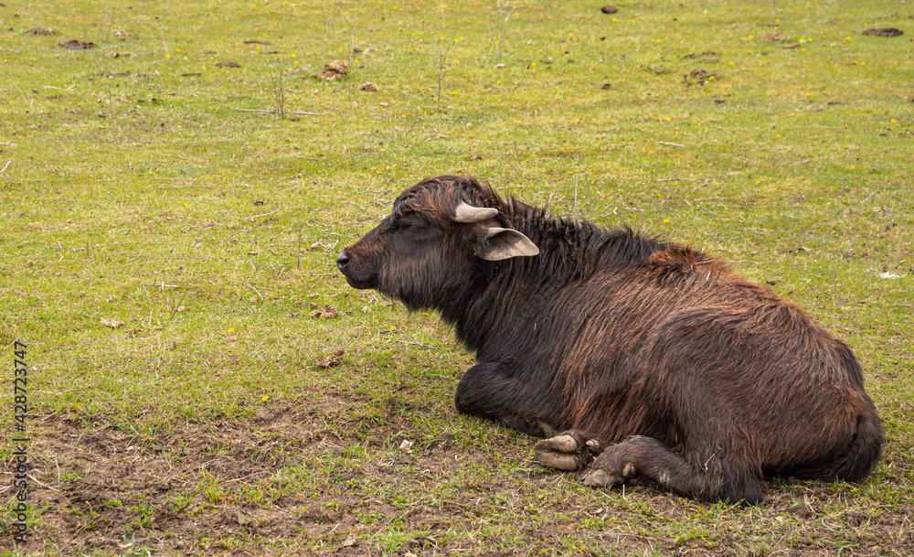 Bubalus bubalis water buffalo in Hungary Bubalus bubalis water buffalo in Hungary