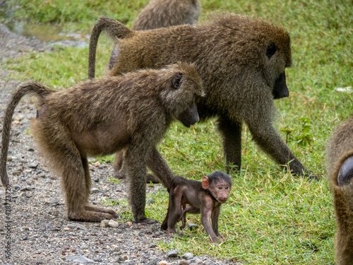 Lake Manyara, Tanzania, Africa - March 2, 2020: Baboons along side of road
