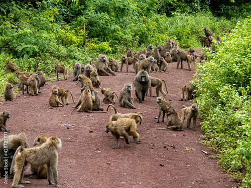 Lake Manyara, Tanzania, Africa - March 2, 2020: Baboons along side of road