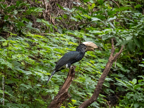 Lake Manyara, Tanzania, Africa - March 2, 2020: silver cheeked hornbill on branch