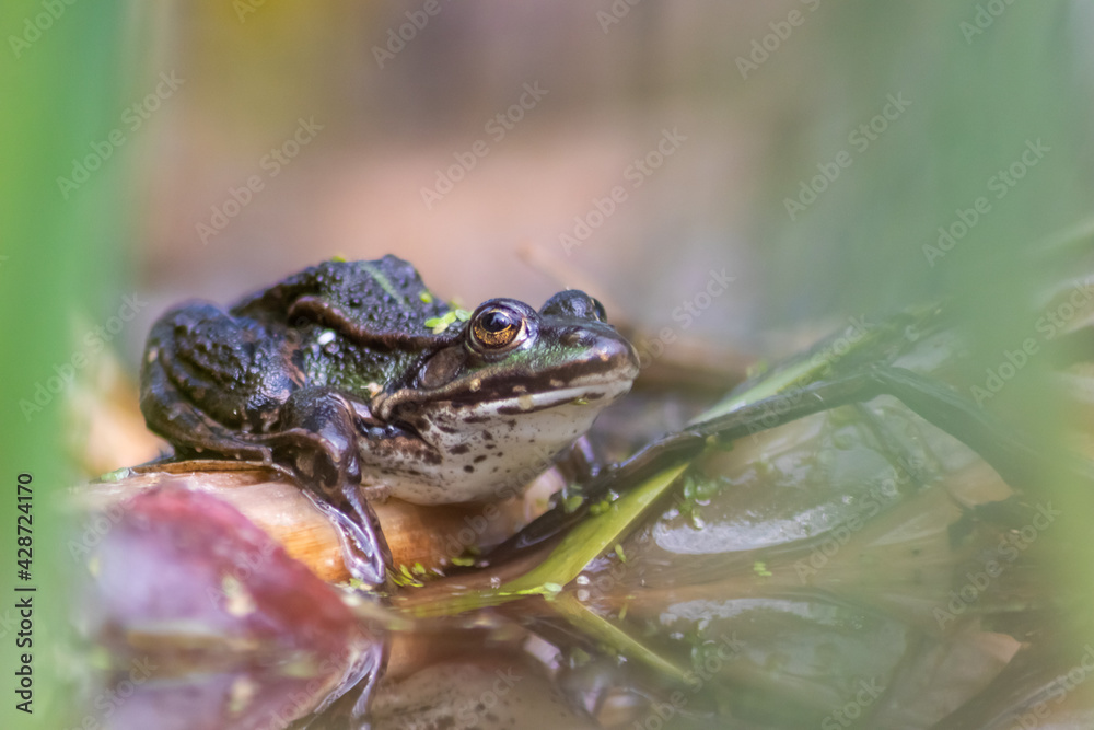 Obraz premium Big green toad or green frog with water reflection warming up in sun as amphibian water animal in the wetlands with camouflage in biotope croaking in a lake or pond swimming as wild aquatic species