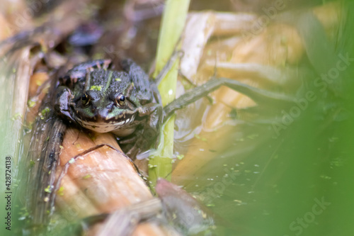 Big green toad or green frog with water addiction warming up in sun as amphibian water animal in the wetlands with camouflage in biotope croaking in a lake or pond swimming as wild aquatic species