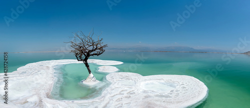 A lonely tree in Dead Sea. A plant on salt island. Unique landscape in the world. The lowest place on Earth.