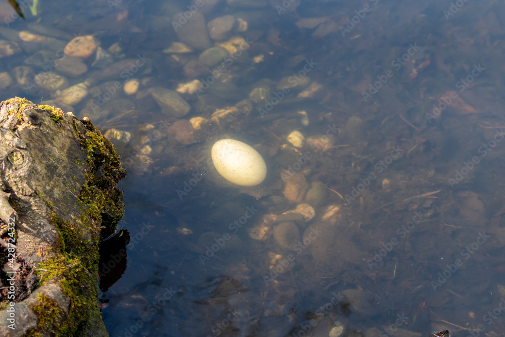 Big white egg of a water bird fallen in a lake or pond as lost egg or Easter egg shows breeding and hatching of youngsters and brooding at the shoreline or in wetlands like incubating in wilderness Big white egg of a water bird fallen in a lake or pond as lost egg or Easter egg shows breeding and hatching of youngsters and brooding at the shoreline or in wetlands like incubating in wilderness