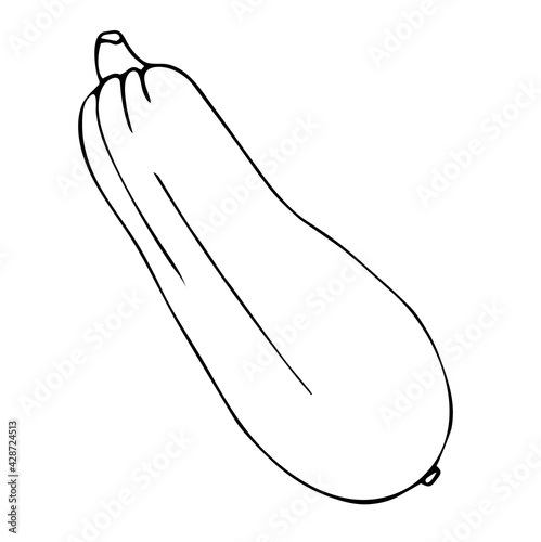 A simple contour image of a squash. Vector illustration of a vegetable. Autumn season
