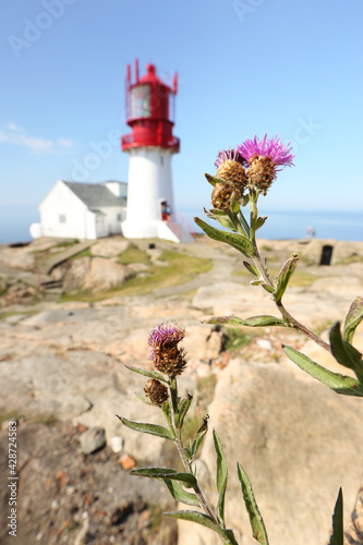 Lighthouse is a seamark for ships, flower