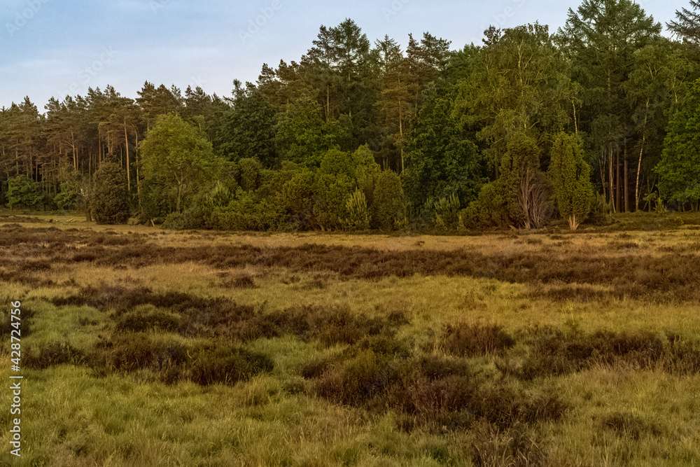 Evening in the Lueneburg Heath near Niederhaverbeck, Lower Saxony, Germany Evening in the Lueneburg Heath near Niederhaverbeck, Lower Saxony, Germany