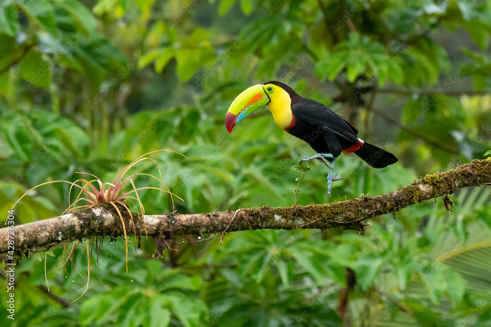 Naklejka premium Keel-billed Toucan - Ramphastos sulfuratus, large colorful toucan from Costa Rica forest with very colored beak.