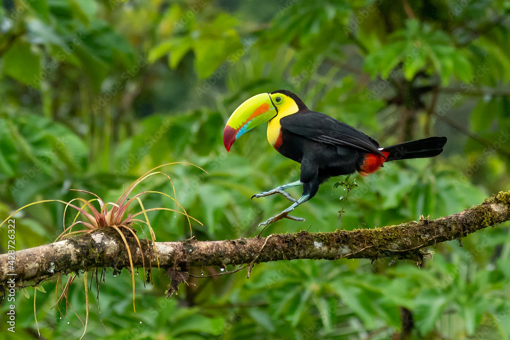 Keel-billed Toucan - Ramphastos sulfuratus, large colorful toucan from Costa Rica forest with very colored beak. Keel-billed Toucan - Ramphastos sulfuratus, large colorful toucan from Costa Rica forest with very colored beak.