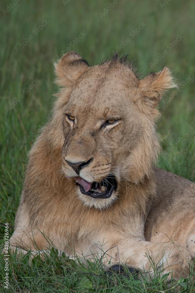 Beautiful Lion Caesar in the golden grass of Masai Mara, Kenya Panthera Leo. Beautiful Lion Caesar in the golden grass of Masai Mara, Kenya Panthera Leo.