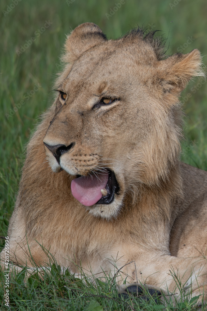 Beautiful Lion Caesar in the golden grass of Masai Mara, Kenya Panthera Leo. Beautiful Lion Caesar in the golden grass of Masai Mara, Kenya Panthera Leo.