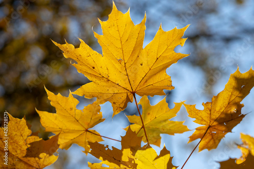 Leaf fall. Autumn maple leaves close up. Yellow foliage against the sky.