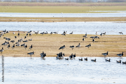 A large flock of Barnacle Geese walk and swim in a row through the lake to the other side. In the background a large group of birds and grass