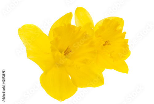 Fototapeta Naklejka Na Ścianę i Meble -  narcissus flower isolated