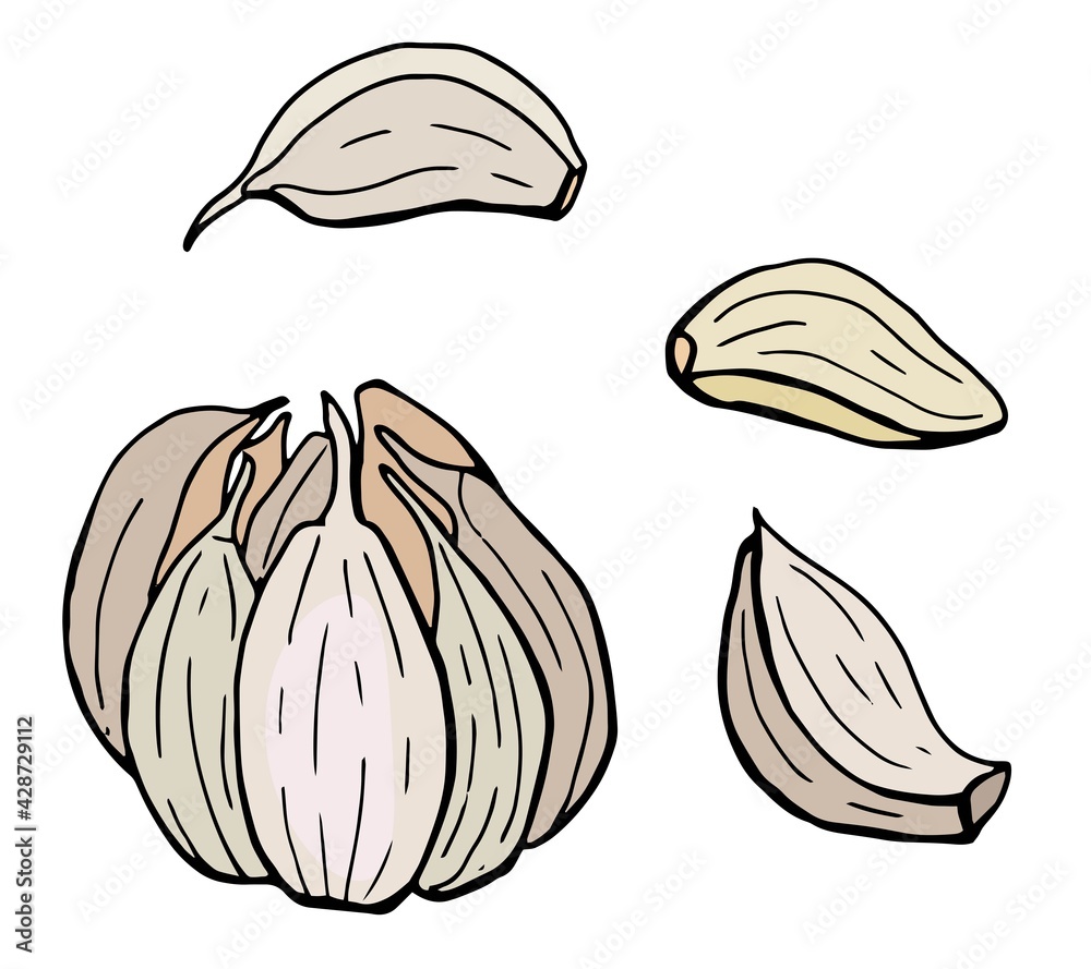 Fototapeta premium Head and clove of garlic. Hand-drawn illustration. White background, isolate. Vector illustration.