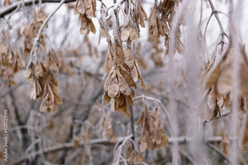 Maple seeds on a branch in hoarfrost. © bearok