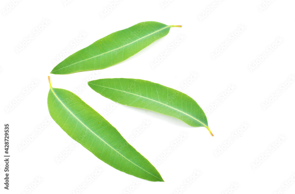 Eucalyptus leaves Eucalyptus leaves