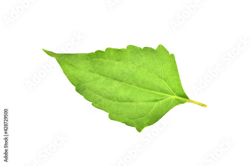 green leaf isolated on white