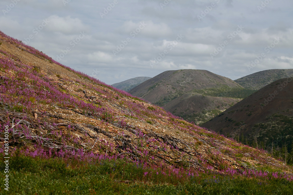 landscape with hills and bright pink flowers blooming landscape with hills and bright pink flowers blooming