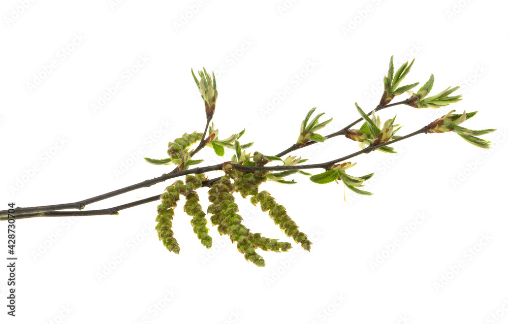 spring alder branch spring alder branch