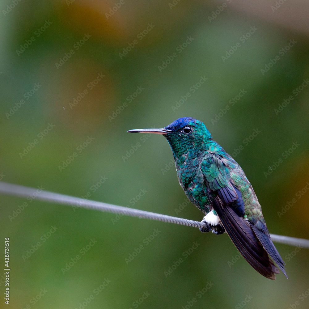 Fototapeta premium A male Indigo-capped Hummingbird (Amazilia cyanifrons), an endemic bird, near Bogota, Colombia.