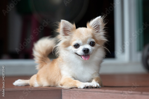 brown chihuahua sitting on floor. small dog in asian house. feeling happy and relax dog. photo