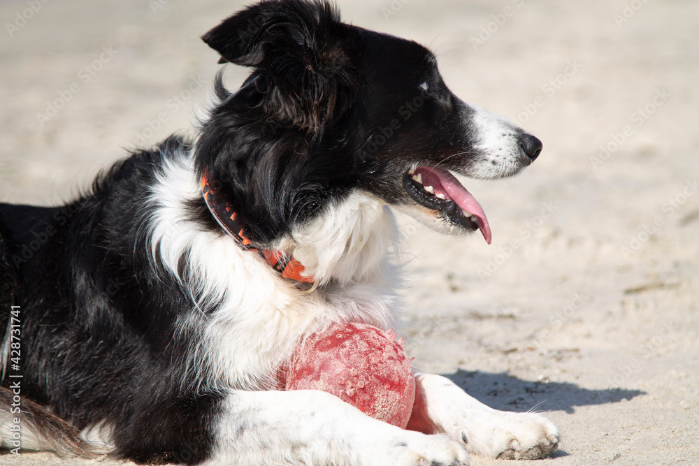 Fototapeta premium dog with ball on the beach