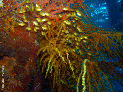 underwaterlife in indonesia