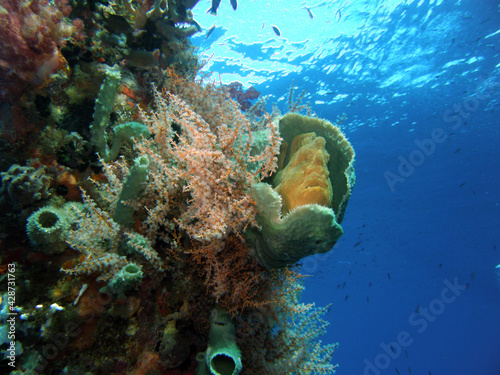 Wallpaper Mural Anglerfisch in house 2 Torontodigital.ca