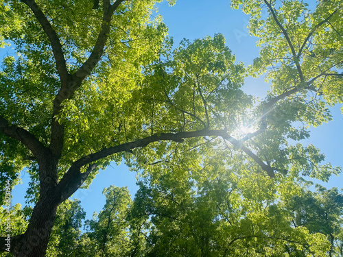 Valokuva tree leaves blocking sun