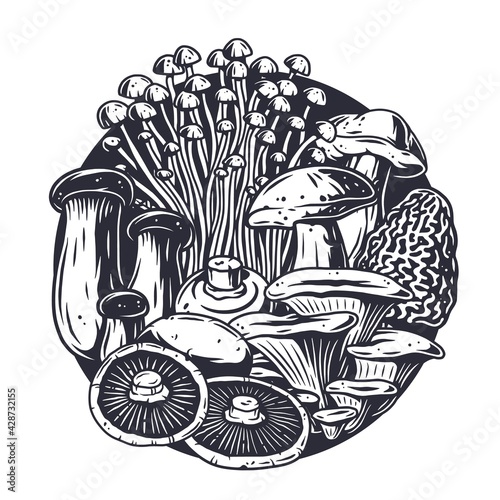 Mushroom picking of morel. Vegetarian fungus boletus or cremini collection for food. Organic nature mushrooms or fungi porcini for healthy nutrition