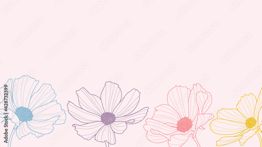 Garden cosmos flowers background, colorful flower