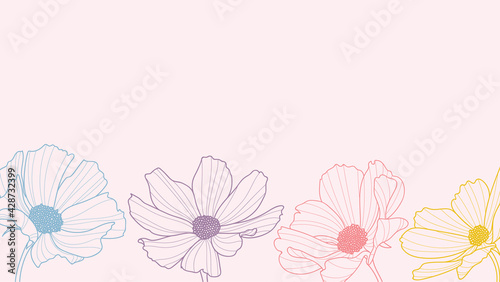 Fototapeta Naklejka Na Ścianę i Meble -  Garden cosmos flowers background, colorful flower
