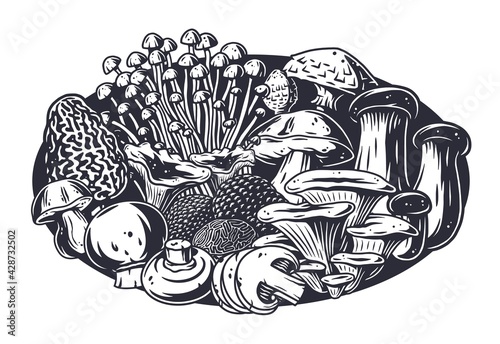 Mushroom picking of morel. Vegetarian fungus boletus or cremini collection for food. Organic nature mushrooms or fungi porcini for healthy nutrition