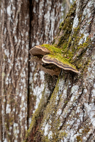 A mushroom on the bark of a tree covered with moss. Polypore on the tree.