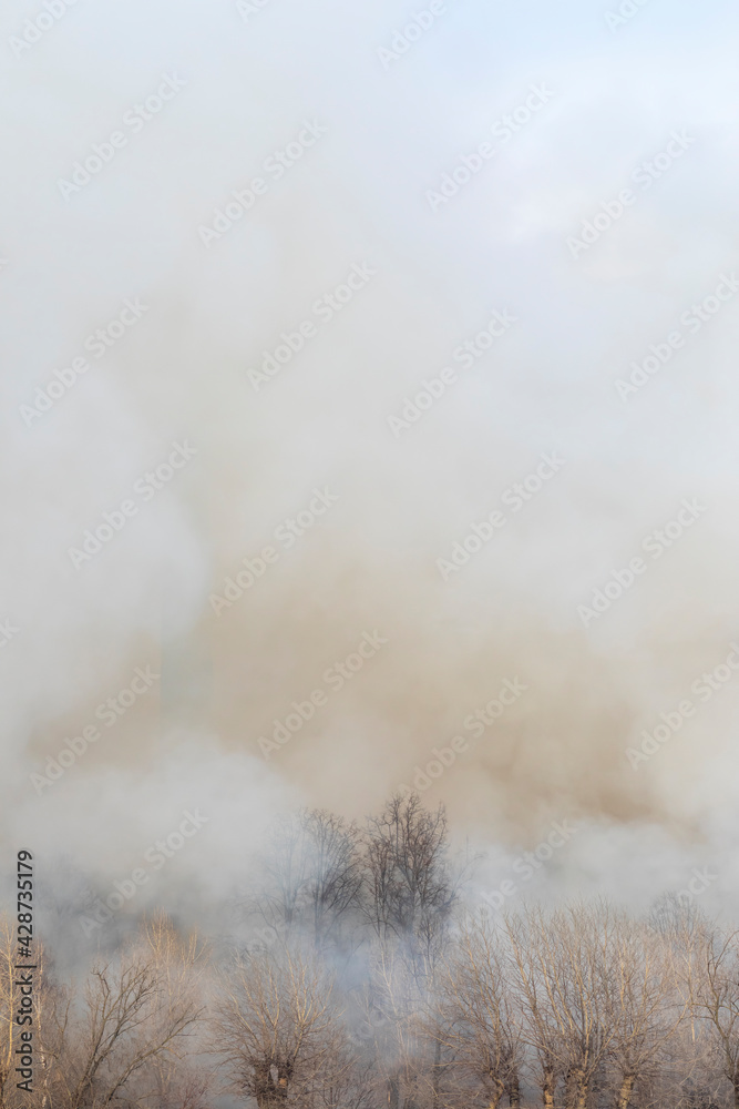 Swirling smoke from a fire in a forest. Bare trees in the smoke of a fire.