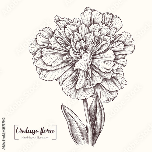 Wallpaper Mural Tulip flower in graphic style. Vintage Botanical Flower. Highly detailed peony black ink sketch. For tattoo, greeting cards, decor, wedding invitations, prints, textile Torontodigital.ca