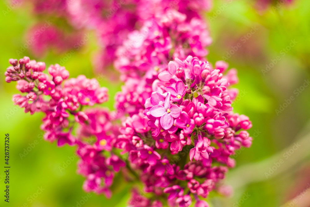 Lilac garden, colorful lilac blooming, spring flower Lilac garden, colorful lilac blooming, spring flower
