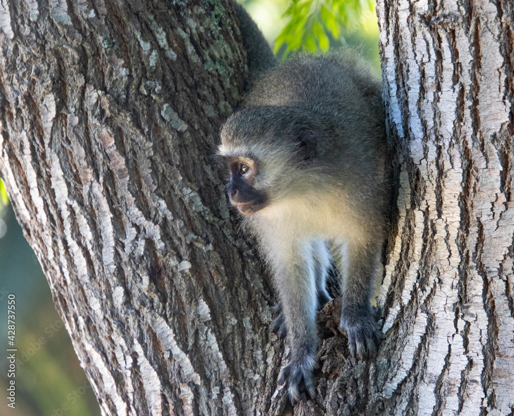 Fototapeta premium A vervet monkey isolated in a tree