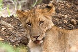 Lion (Panthera leo somaliensis). Nyerere National Park. Tanzania. Africa.